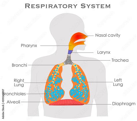 Human Respiratory System Diagram Anatomy Explanations Annotated