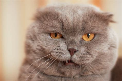 Funny Grey Cat With Yellow Eyes And A Toy Stock Image Image Of Beach