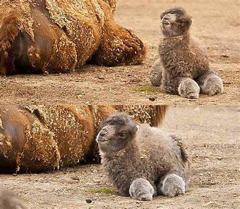 Heres A Baby Camel Raww
