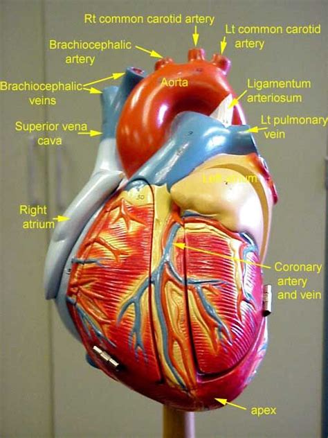 60 Best Images About Lovely Heart On Pinterest Heart Disease Aortic