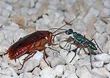 Emerald Cockroach Wasp Pictures