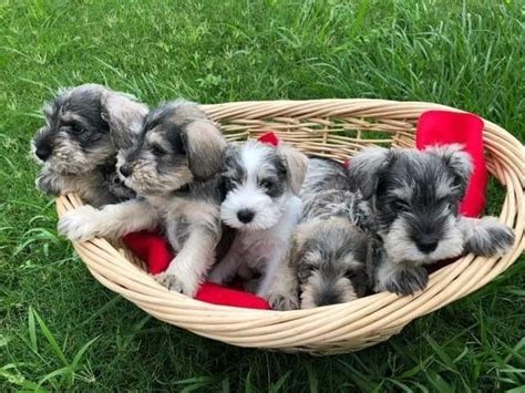 Use the search tool below and browse adoptable. Miniature Schnauzer For Sale in Texas (38) | Petzlover