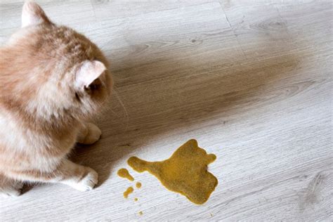 A littel bit of everything. Best Cat Food to Prevent Vomiting 2019: DON'T Buy Before ...