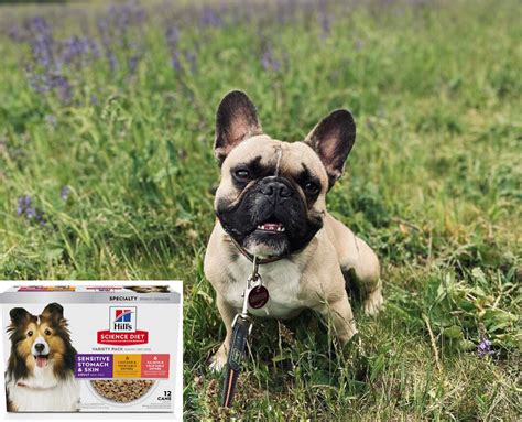 77 What To Feed A French Bulldog With A Sensitive Stomach Pic