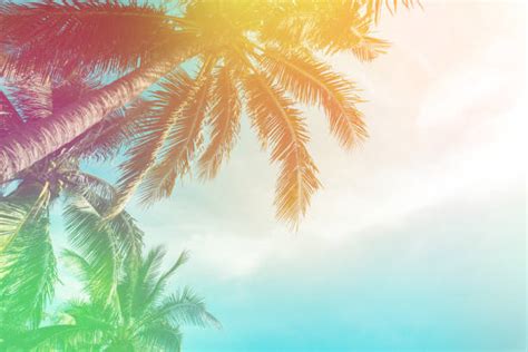 Tropical Summer Background Stock Photos Pictures And Royalty Free Images