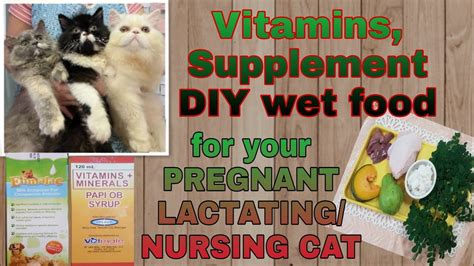 Pregnant And Lactating Cat What Vitamins Supplement And Food Good For Them Youtube