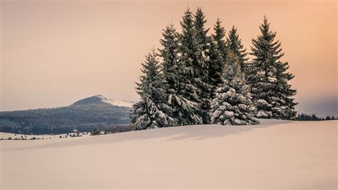Snow Covered Fir Trees And Mountain Under Cloudy Sky During Winter 4k