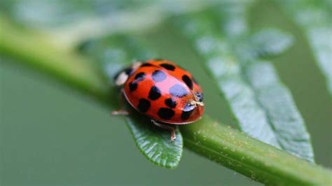 ladybugs or asian lady beetles what to know