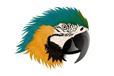 Realistic macaw parrot 1268410 Vector Art at Vecteezy