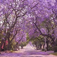 jacaranda purple flowering tree california - World Of Good Account ...