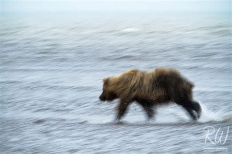 Grizzly Bear Running Ocean At Low Tide Lake Clark National Park