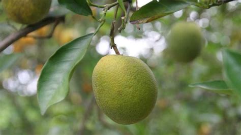 Oak Extract Shows Promise In Fight Against Citrus Greening Florida Grower