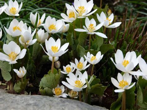 How To Grow And Care For Bloodroot Plant A Beginners Guide