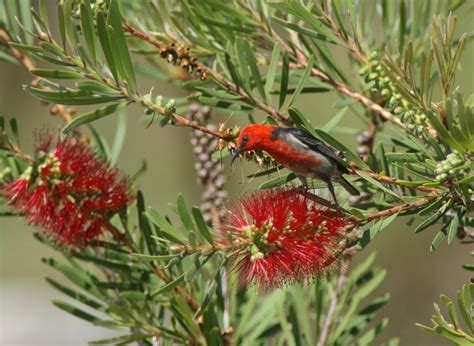 Scarlet Honeyeater Birds In Backyards