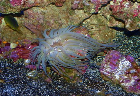 249 Stinging Sea Anemone Stock Photos Free And Royalty Free Stock