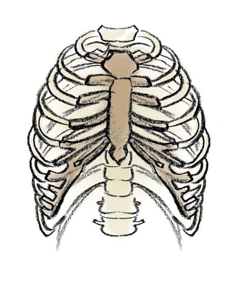 Адамово ребро. Ребра человека. Позвоночник и ребра.