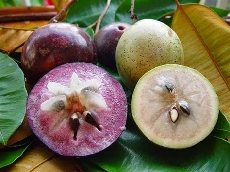 Health Benefits Of Star Apple Fruit Vegetafruit