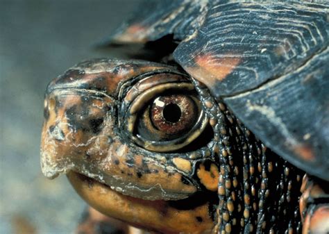 South Carolina Governor Signs Bill To Protect Wild Turtles From