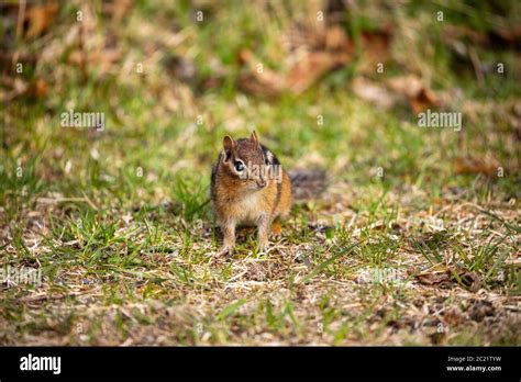 Chipmunks Of The Pukaskwa Forest In Canada Stock Photo Alamy