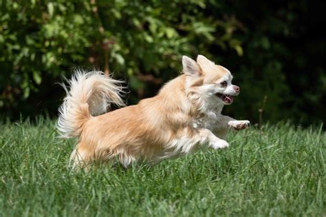 2 what is the best dog food for chihuahuas? Best Dog Food for an Overweight Chihuahua - Spot and Tango
