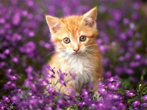 Lovely Kitten Cute Lovely Purple Flowers Kitten Hd Wallpaper Peakpx