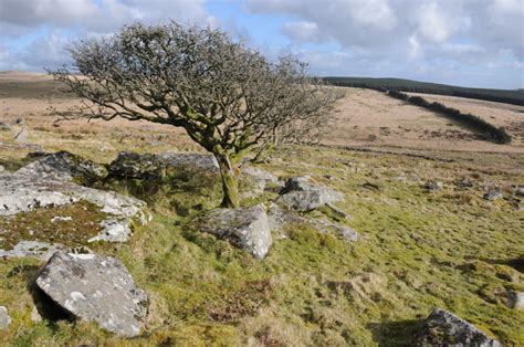 Tree On Bodmin Moor © Philip Halling Cc By Sa20 Geograph Britain