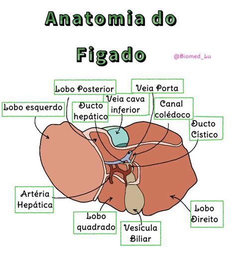 Imagem Do Fígado No Corpo Humano