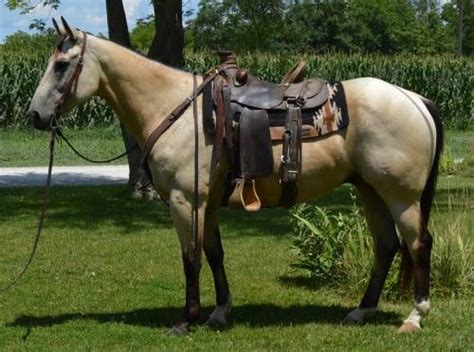 Got em some luck (mojo) needmore, pennsylvania 17238 usa 2013 buckskin aqha quarter horse gelding. Finished Buckskin Ranch Gelding for Sale - For more ...