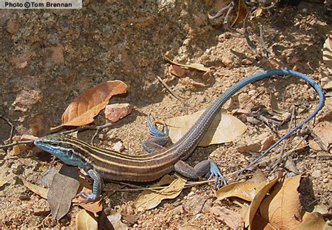 The Reptiles And Amphibians Of Arizona