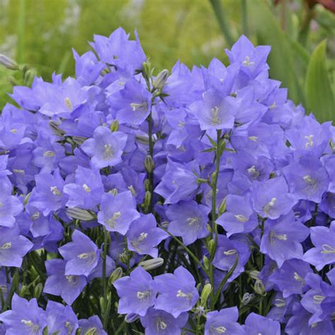 Campanula Persicifolia Takion Series Blue Perennial Resource