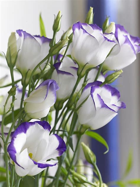 Purple And White Lisianthus Flowers Lisianthus Flowers Pansies