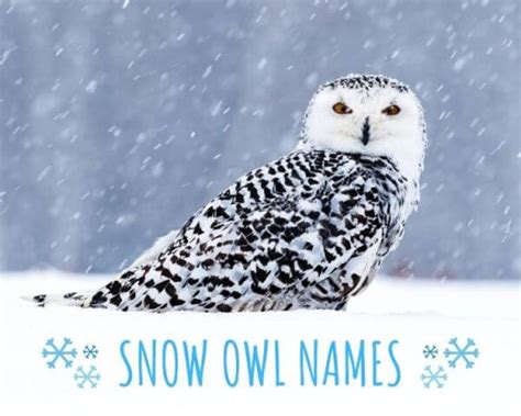 Awesome Owl Names With Meanings 321 Cute And Funny Pet Owl Names