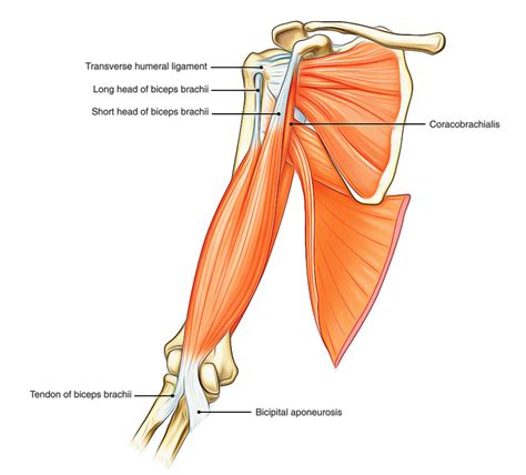 How To Rehab Your Shoulder Injury Part 4 Biceps Triceps And Deltoid
