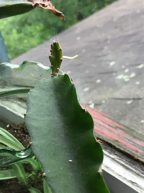 Theres A Weird Nubbing Growing Out Of My Cactus Is He Flowering