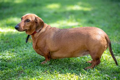 What Is The Ideal Weight For A Dachshund I Love Dachshunds