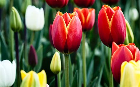 Flores Rojas Tulipanes Imágenes Y Fotos