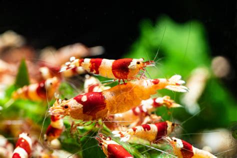 All You Need To Know About Aquarium Shrimp Chibi Aquarium