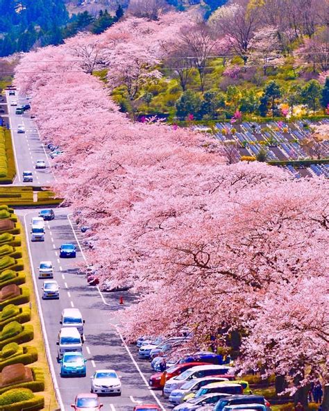 Cherry Blossom Street In Shizouka Japan Back In April Photo By