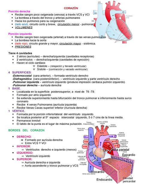 Corazón Resumen Anatomía Con Orientación Clínica CorazÓn Porción Derecha Recibe Sangre Poco