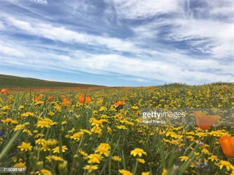 Lancaster Poppy Fields Photos And Premium High Res Pictures Getty Images
