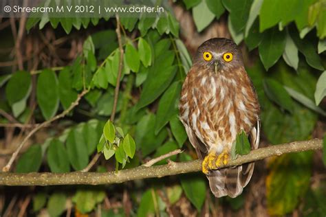 Andaman Series 4 Andaman Hawk Owl Darter Photography