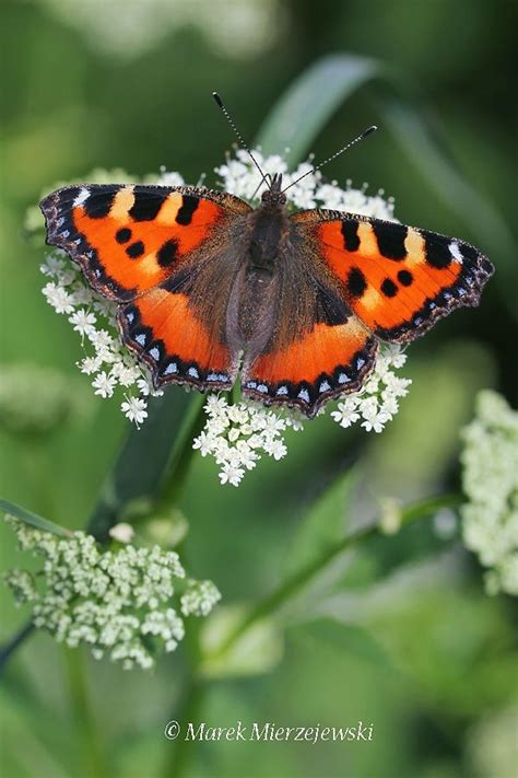 Small Tortoiseshell Butterfly Photos Butterfly Conservation