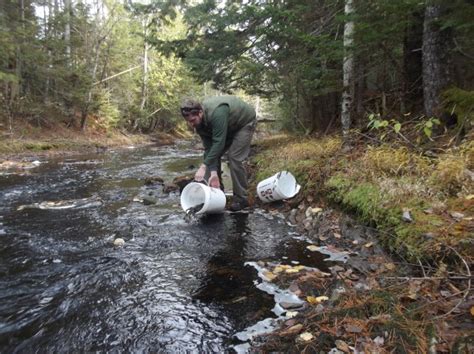 Salmon Conservation Groups Watching Project On East Machias River
