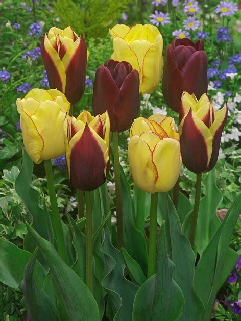 5 Yellow Maroon Tulip Bulbs Bi Color Spring Flower Garden Hardy