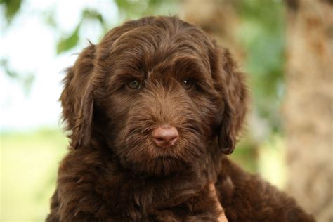 Chocolate Labradoodle / Chocolate Australian Labradoodle | Ashford Manor Labradoodles