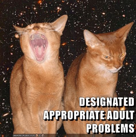 Designated Appropriate Adult Problems Lolcats Lol Cat Memes
