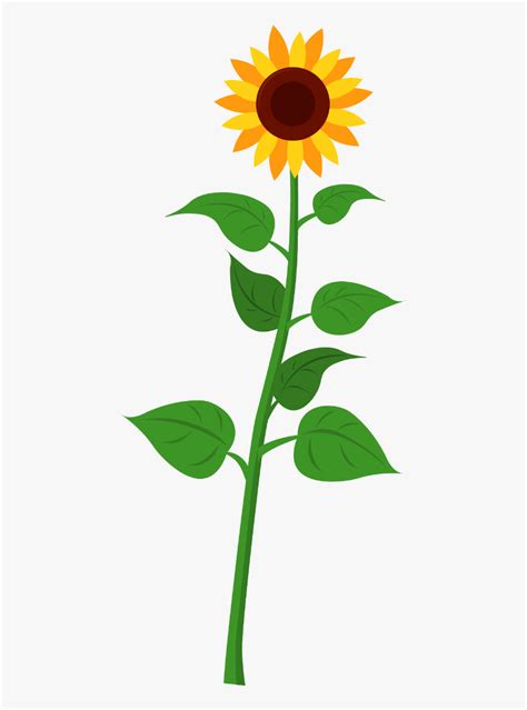 Cartoon Sunflower Plant Transparent Cartoons Plant With Parts Name