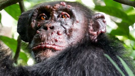 Chimpanzee Poaching