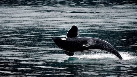 Camel as a symbol in a dream. What does a whale symbolize in a dream? - DREAM STUFF