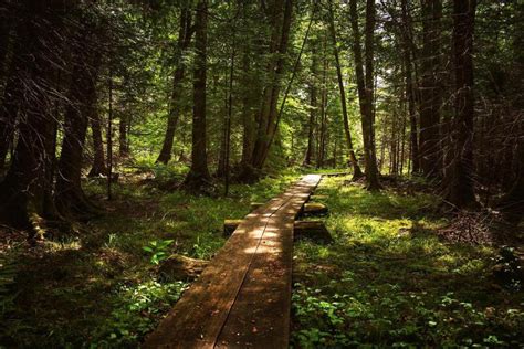 Pigeon River State Forest Campground Michigan